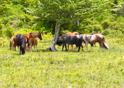 Wild Ponies