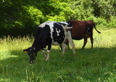 Cows