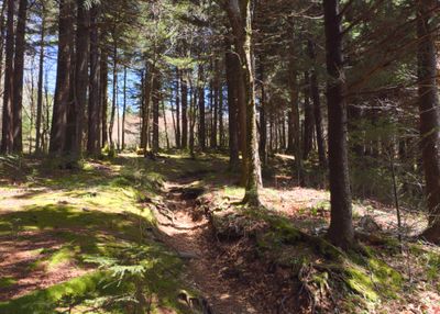 Forest with mystic vibes