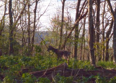 Deer at Mollies Ridge Shelter