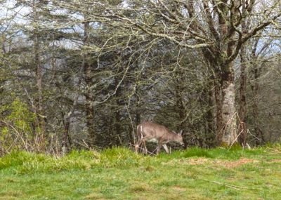 Deer
