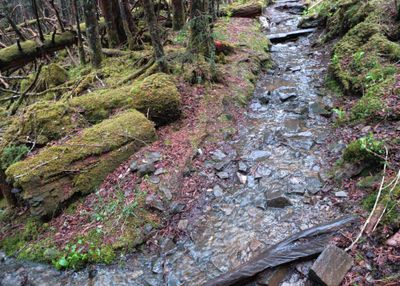 The trail acting like a river