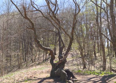 Twisted Tree