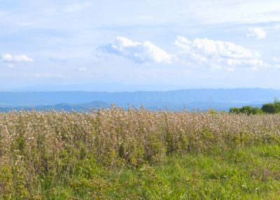 View